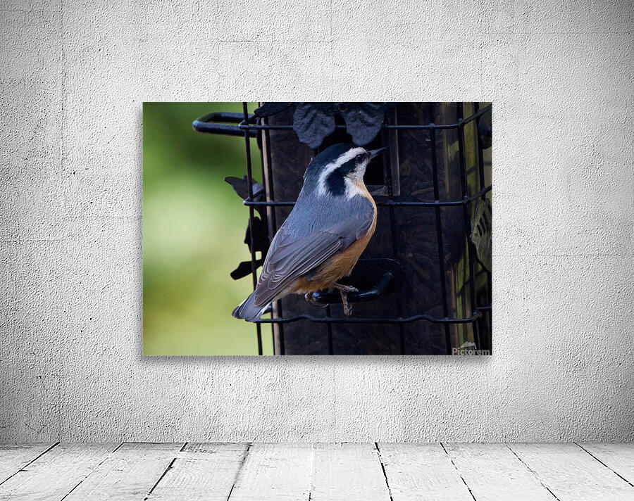 Bird Photography    Wall Preview