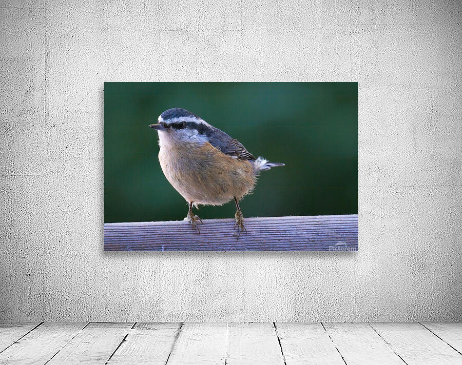 Bird Photography    Wall Preview