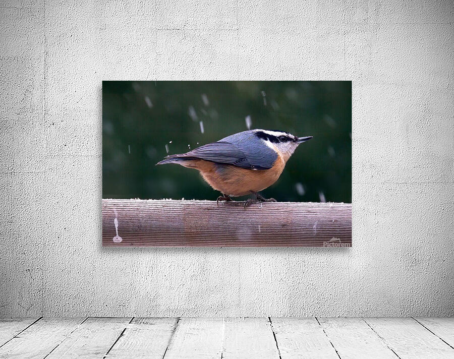 Bird Photography    Wall Preview