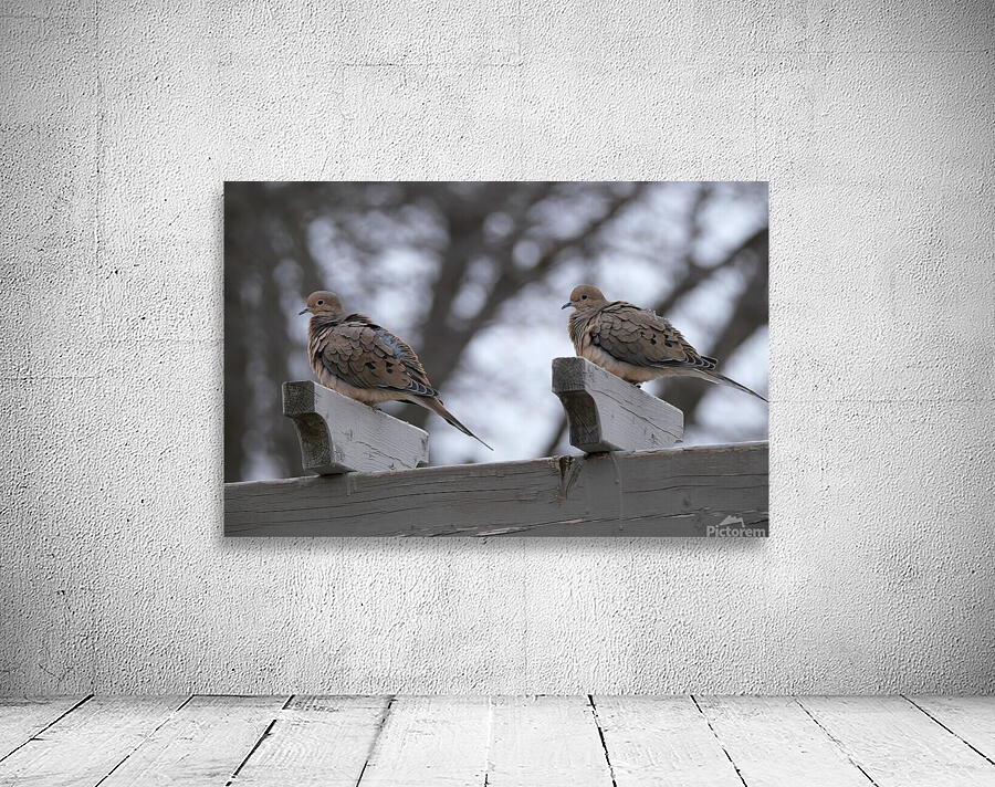 Bird Photography    Wall Preview