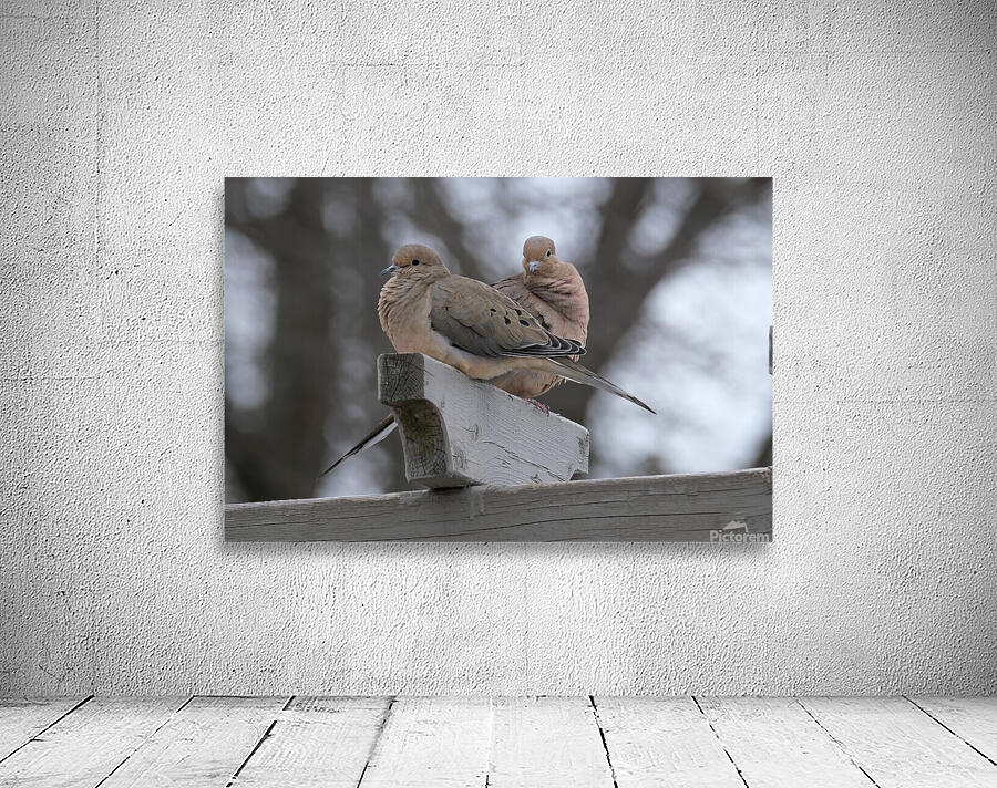 Bird Photography    Wall Preview