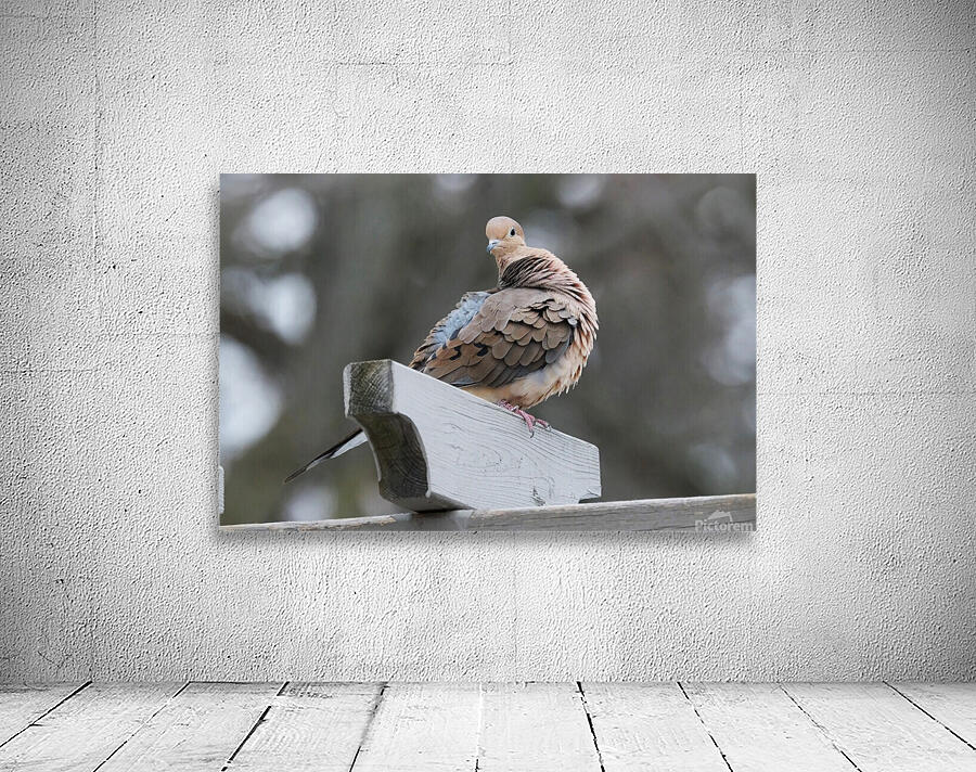 Bird Photography    Wall Preview