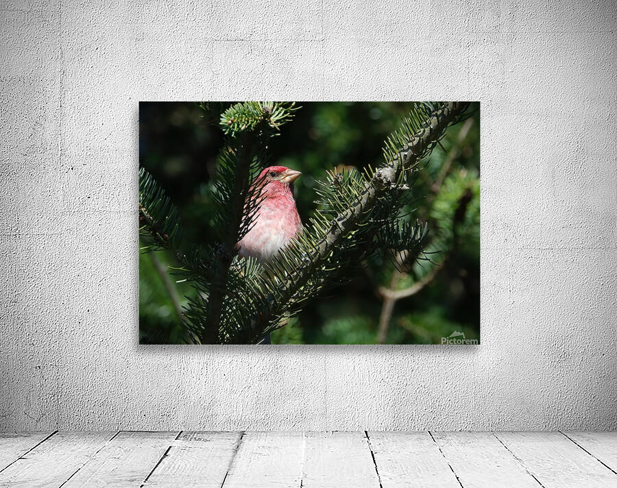 Bird Photography    Wall Preview