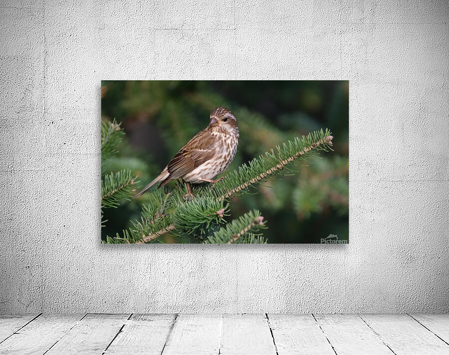 Bird Photography    Wall Preview