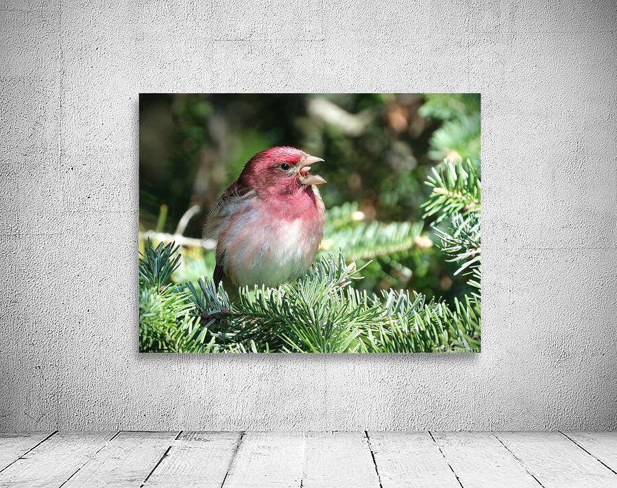 Bird Photography    Wall Preview