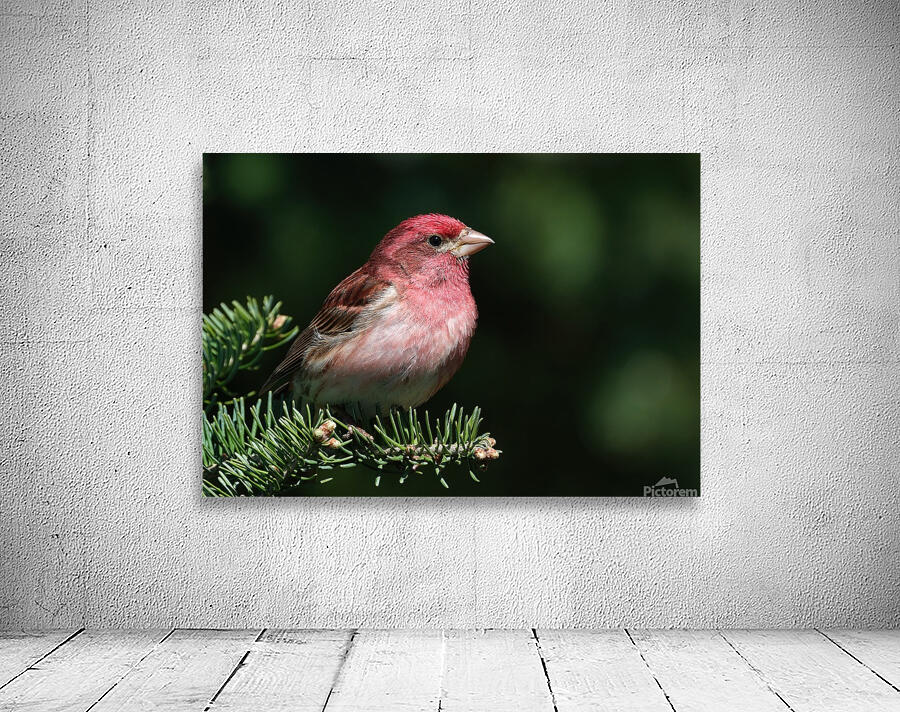 Bird Photography    Wall Preview