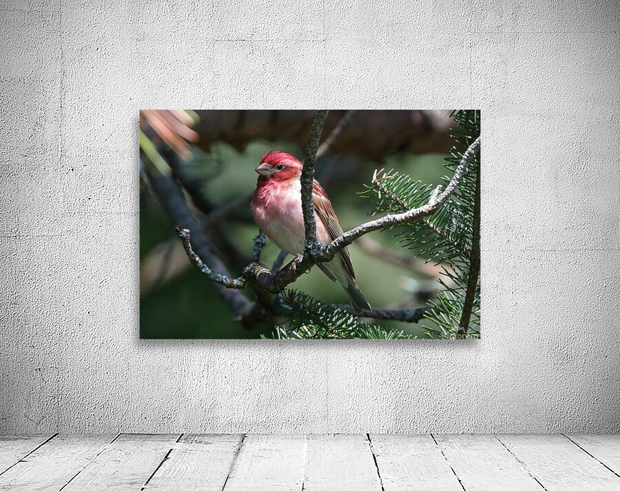 Bird Photography    Wall Preview
