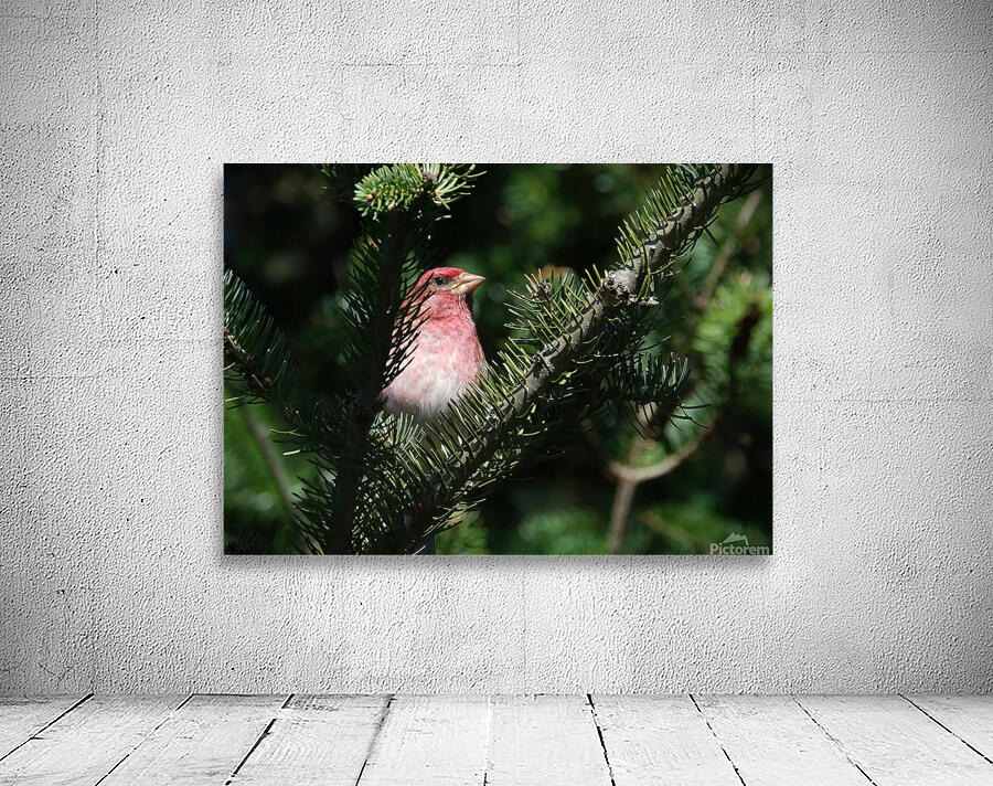 Bird Photography    Wall Preview