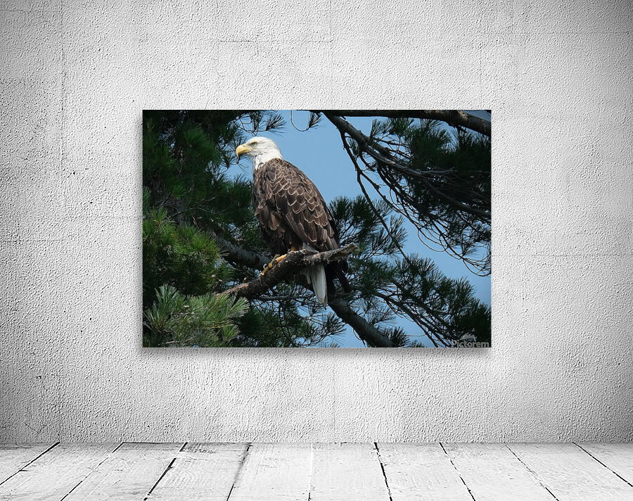 Bird Photography    Wall Preview