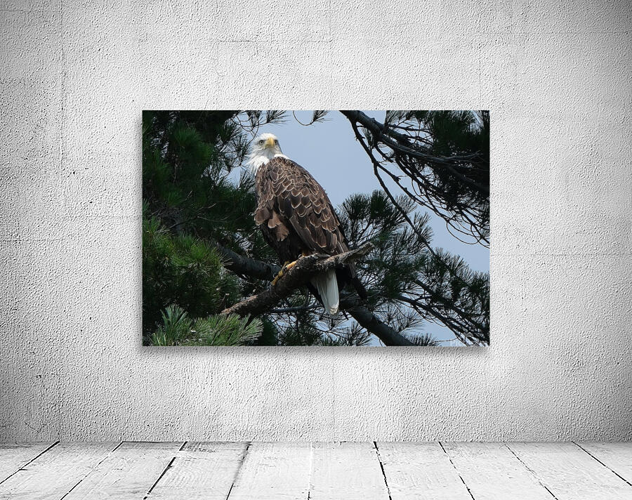 Bird Photography    Wall Preview