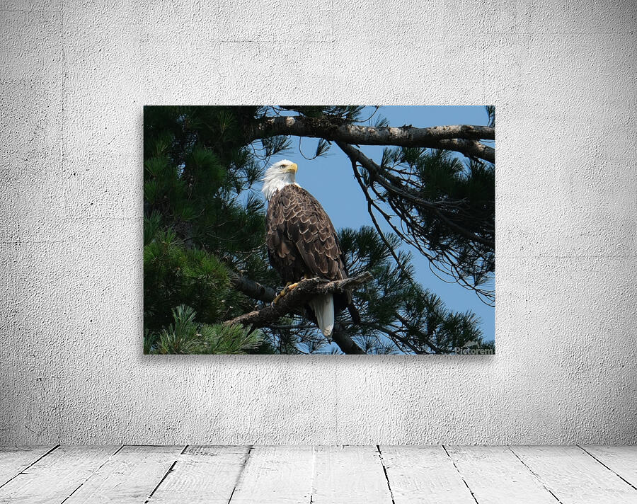 Bird Photography    Wall Preview