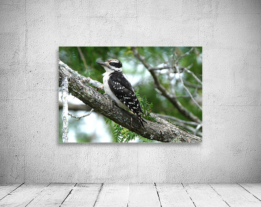 Bird Photography    Wall Preview