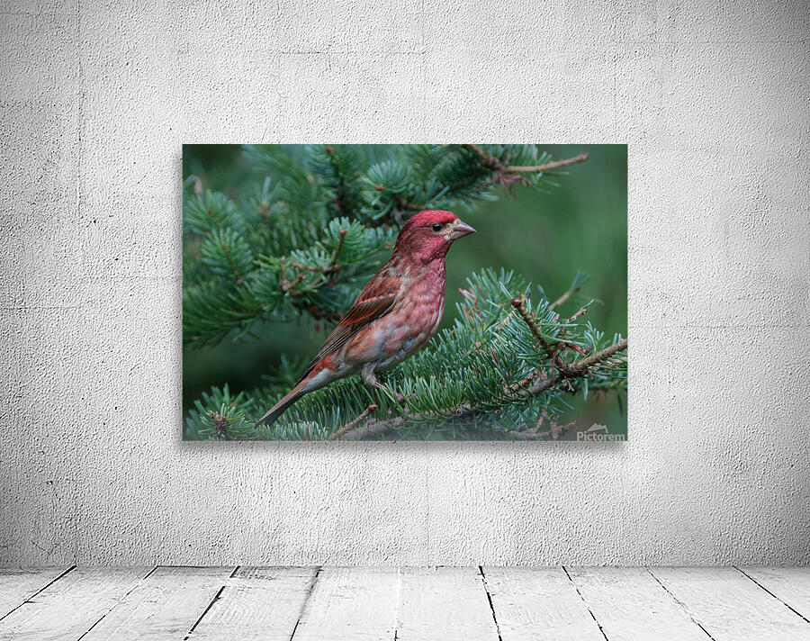 Bird Photography    Wall Preview