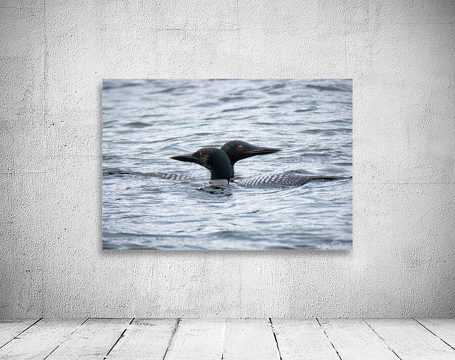 Bird Photography    Wall Preview
