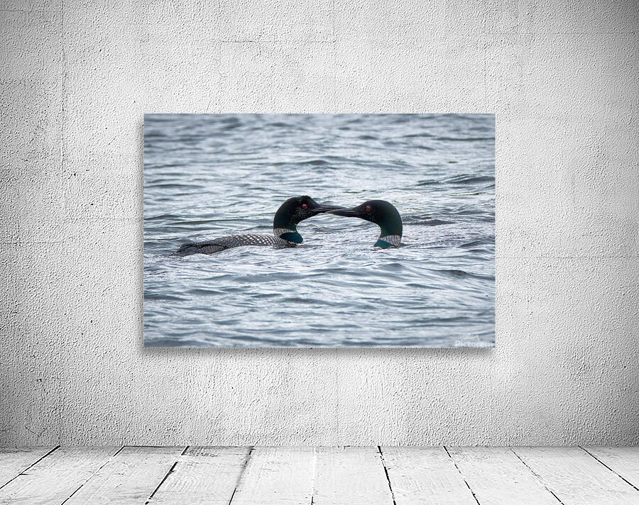 Bird Photography    Wall Preview
