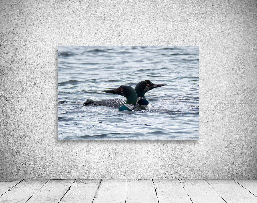 Bird Photography    Wall Preview