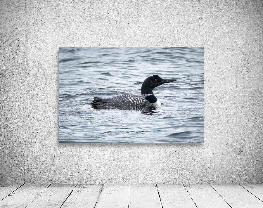 Bird Photography    Wall Preview