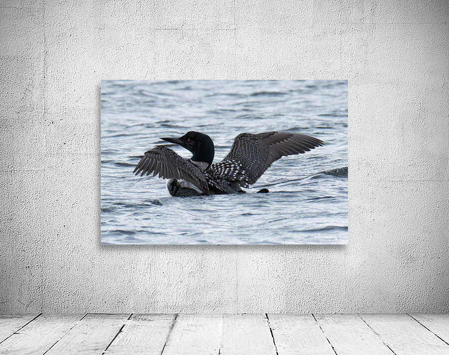 Bird Photography    Wall Preview