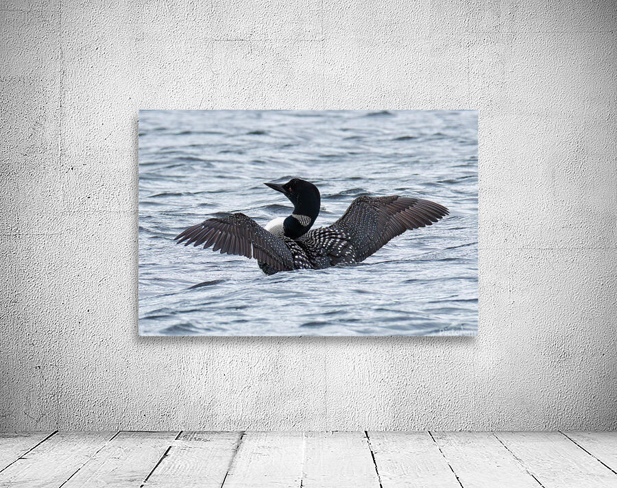 Bird Photography    Wall Preview