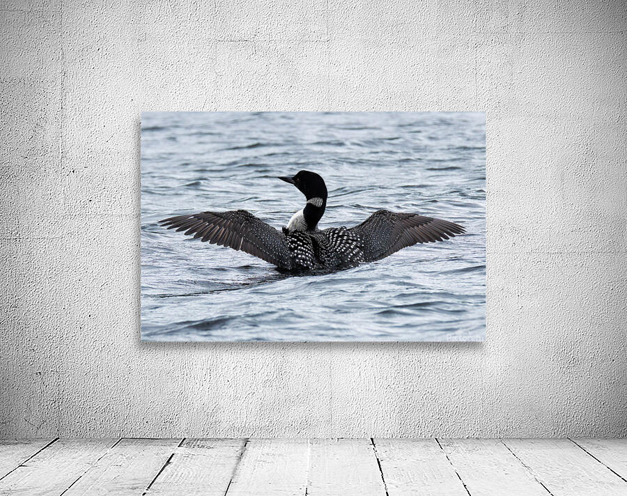 Bird Photography    Wall Preview