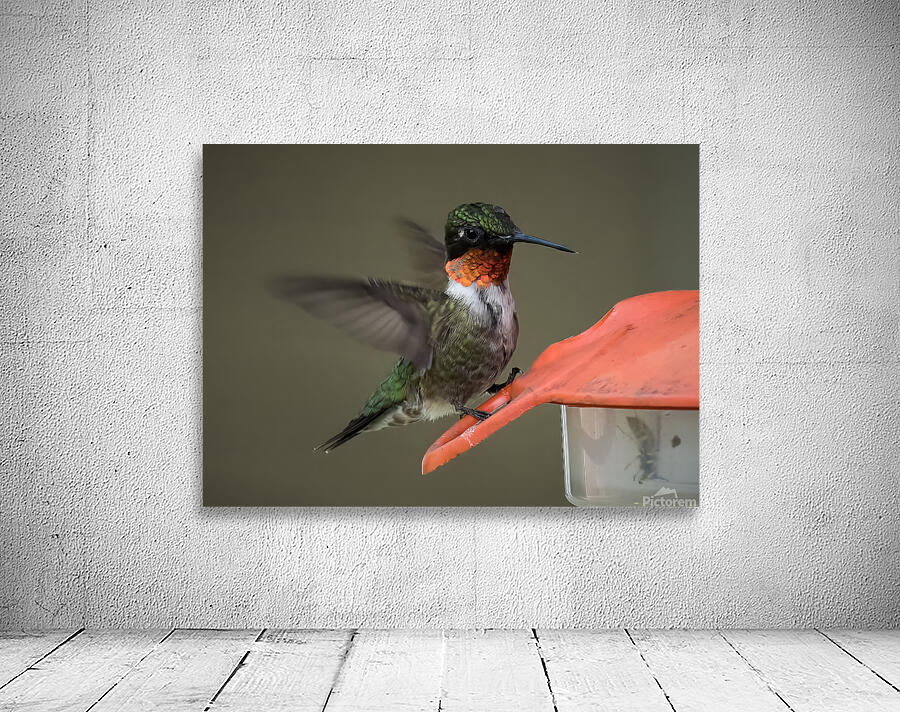 Bird Photography    Wall Preview