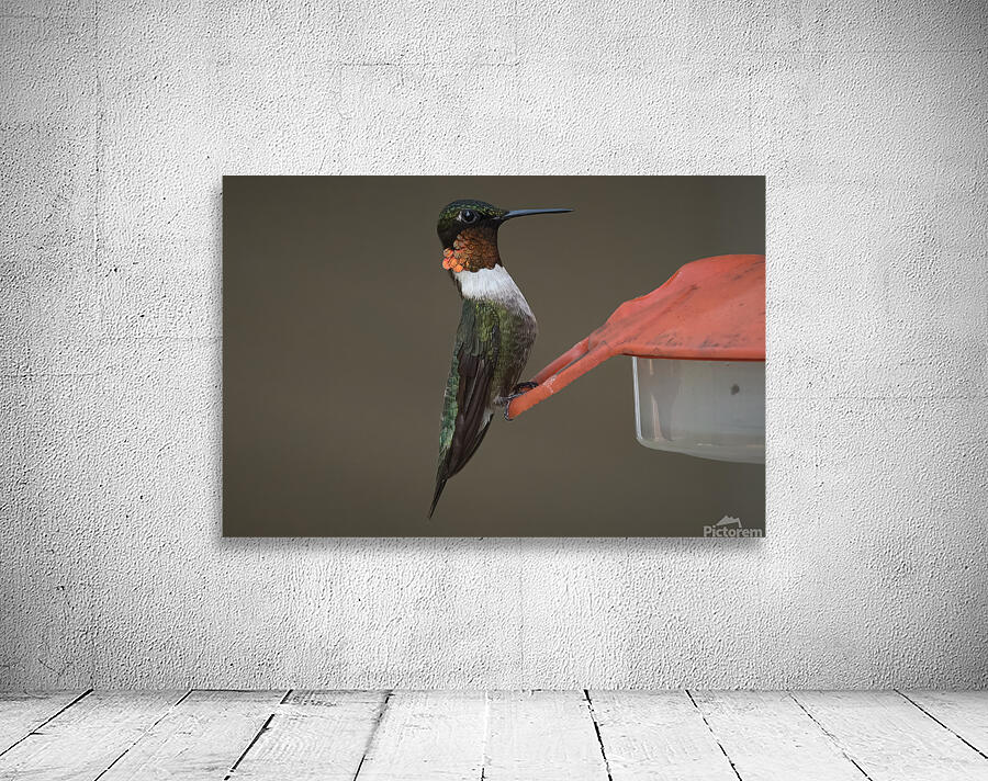 Bird Photography    Wall Preview