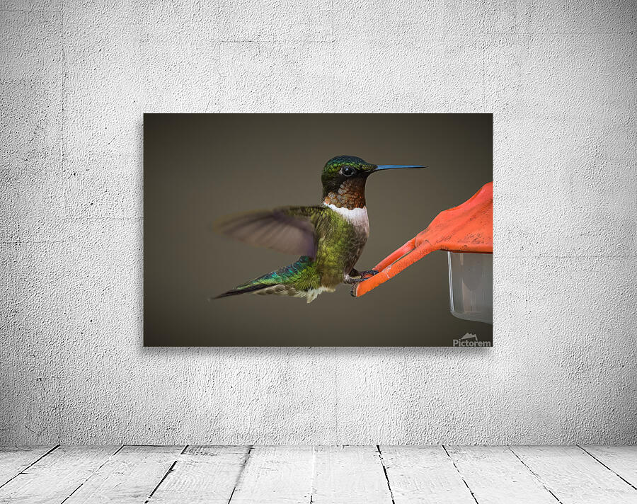 Bird Photography    Wall Preview