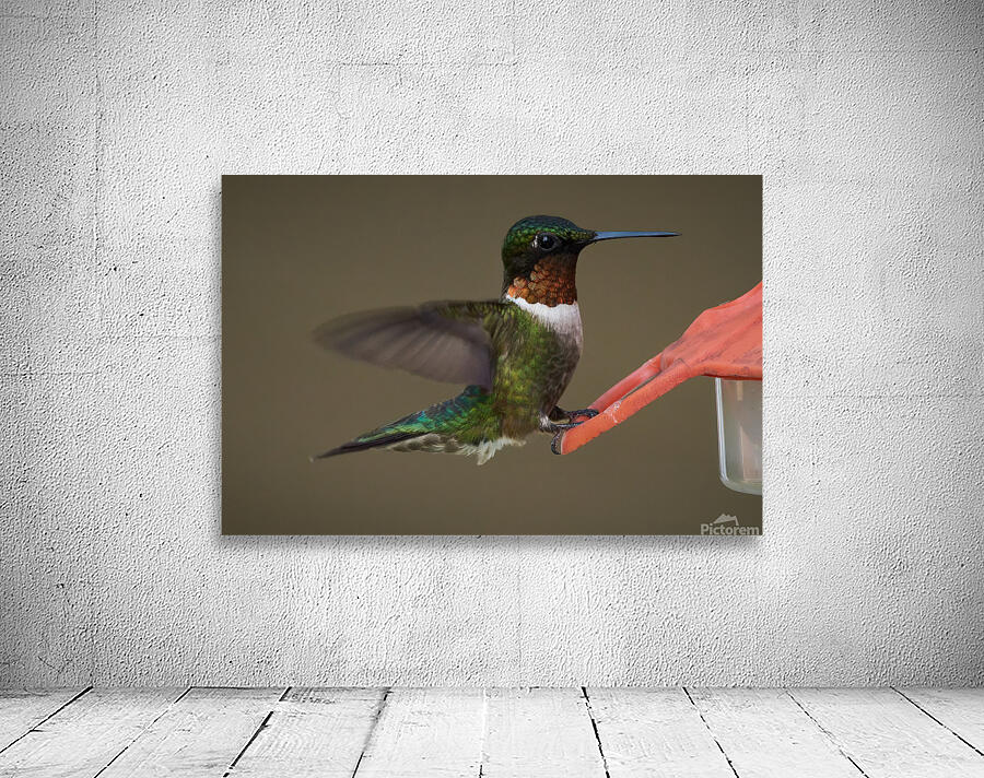 Bird Photography    Wall Preview