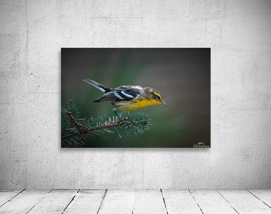 Bird Photography    Wall Preview