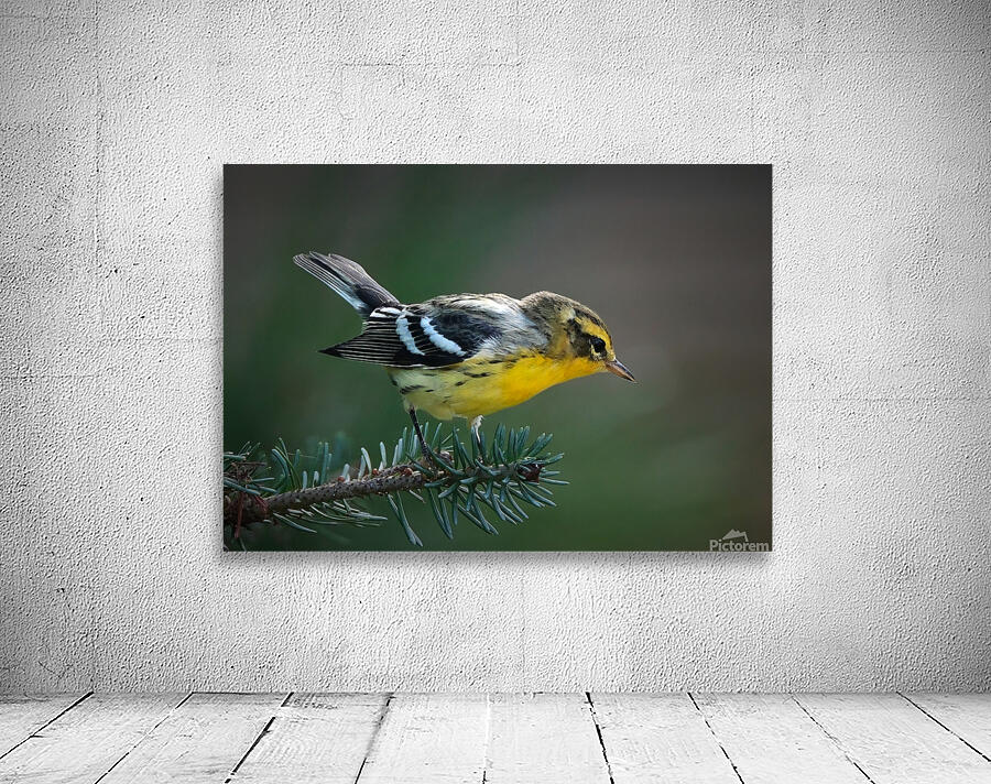 Bird Photography    Wall Preview