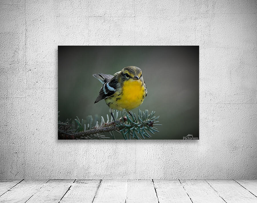 Bird Photography    Wall Preview