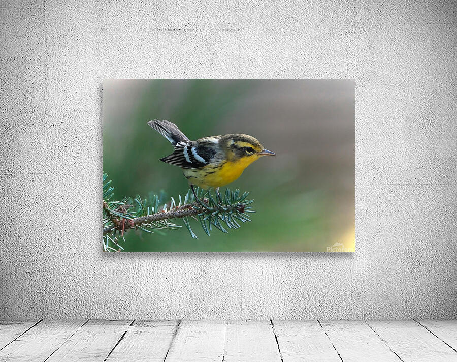 Bird Photography    Wall Preview
