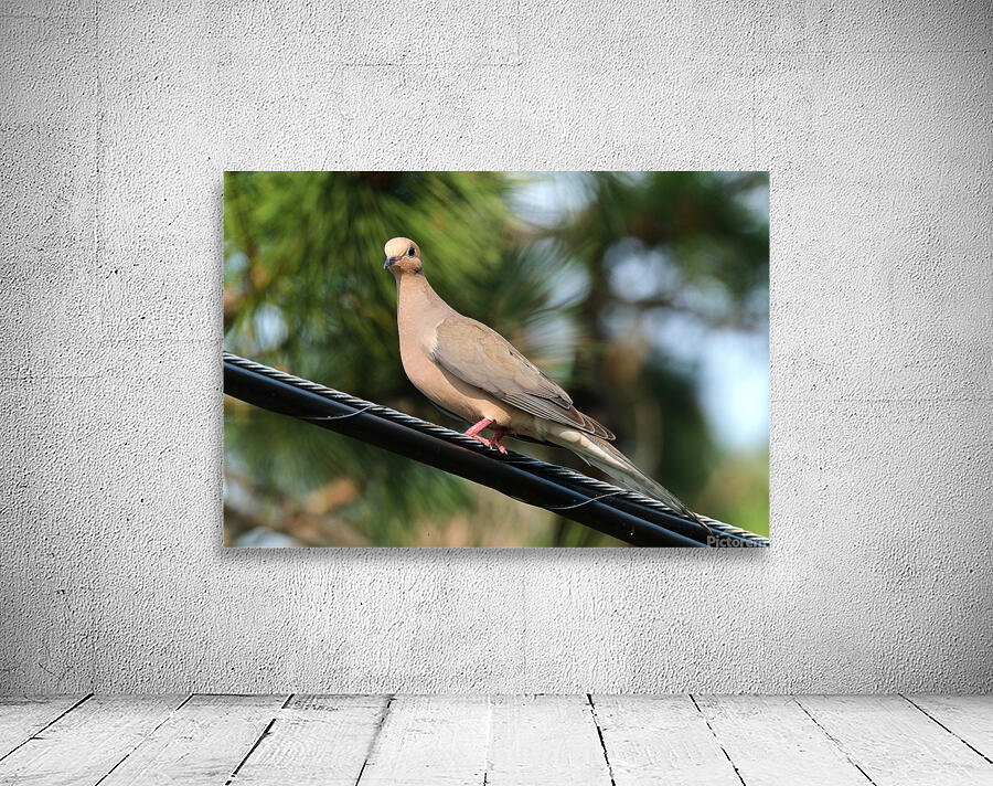 Bird Photography    Wall Preview