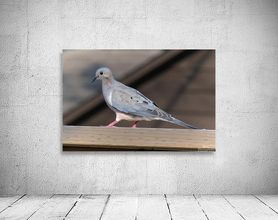 Bird Photography    Wall Preview