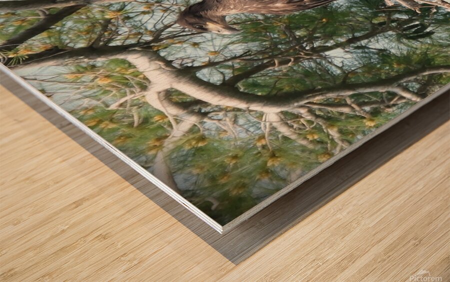 Bird Photography  Wood print