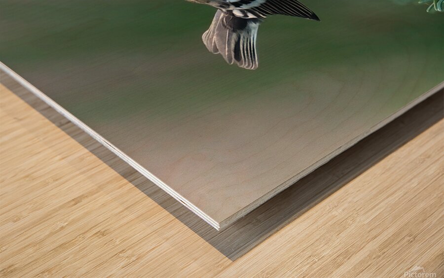 Bird Photography    Wood print