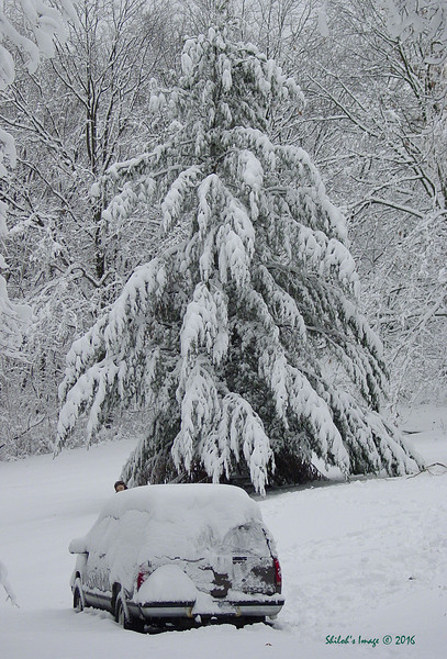 Winter pine Digital Download