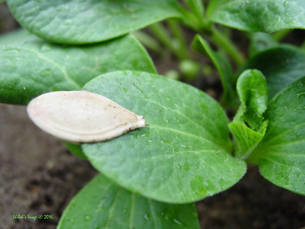 Pumpkin seed Digital Download
