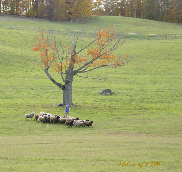 Sheep herd Digital Download