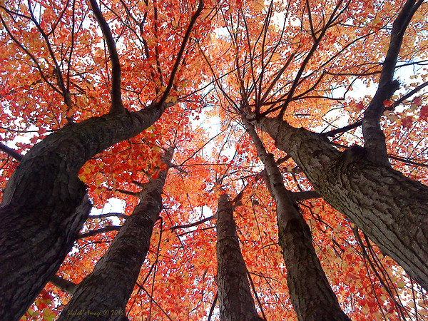 Looking Up Digital Download
