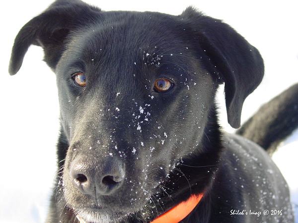 Black lab Digital Download