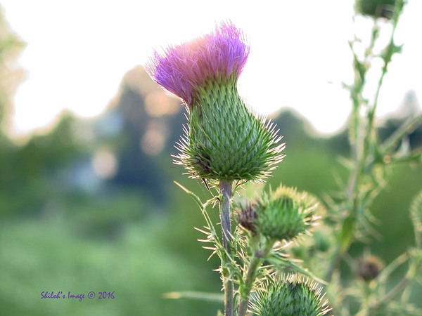 Thistle Digital Download