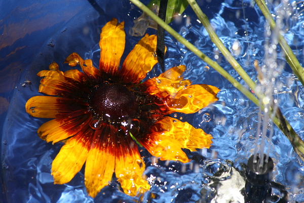 Abstract flower Digital Download
