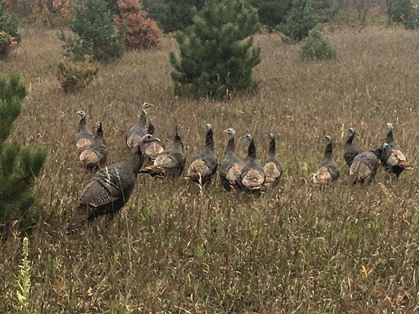 Wild Turkey Digital Download