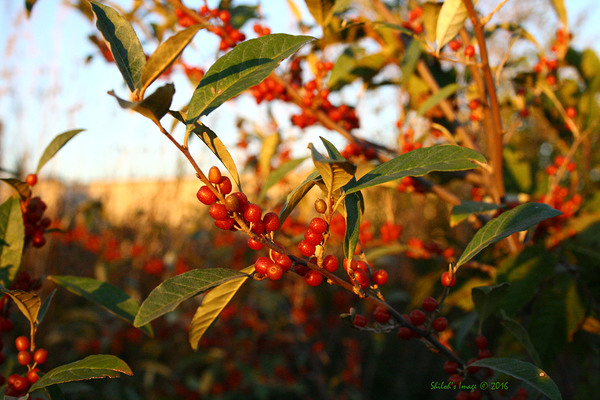 Berry bush Digital Download