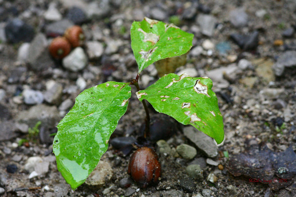 Oak tree Digital Download