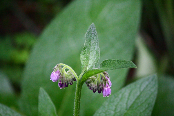 Comfrey Digital Download