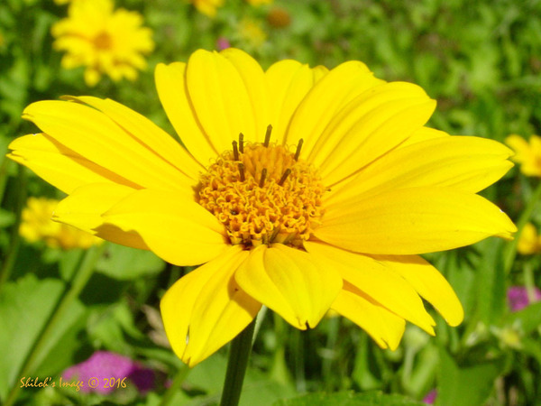 Mello yellow Digital Download