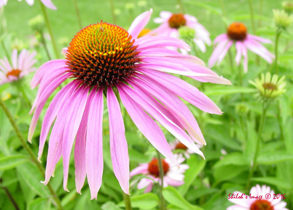 Echinacea   Digital Download