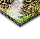 Morel mushroom Acrylic print